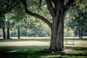 Abbattimento e potatura alberi